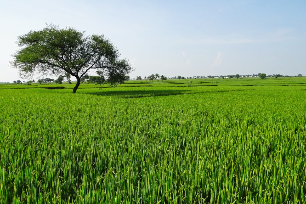 agricoltura