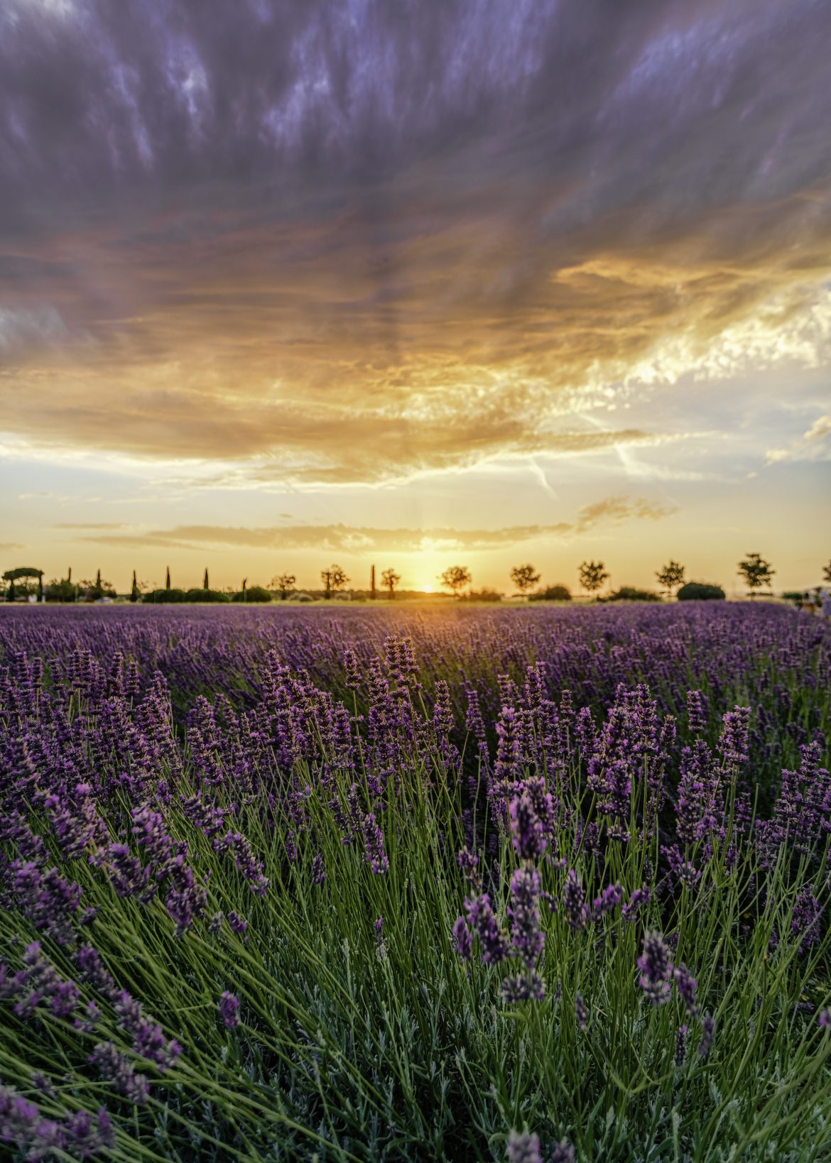 Lavanda